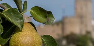 Seca: Autarcas do Bombarral e Cadaval pedem estado de calamidade para pera rocha