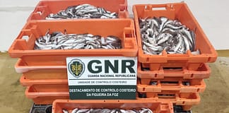 Nazaré: GNR apreende 156 kg de pescada branca subdimensionada