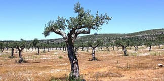 Alcanena e Torres Novas alargam projeto de valorização do olival ao PNSAC