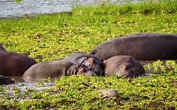 Cerca de 50 hipopótamos mortos por doença no Parque Nacional de Virunga na RDCongo