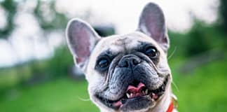 Campanha de vacinação antirrábica para cães decorre em Santarém até 21 de junho