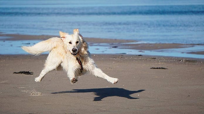 Cães praia