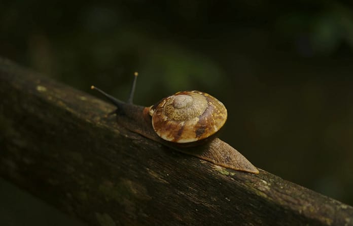 Caracóis